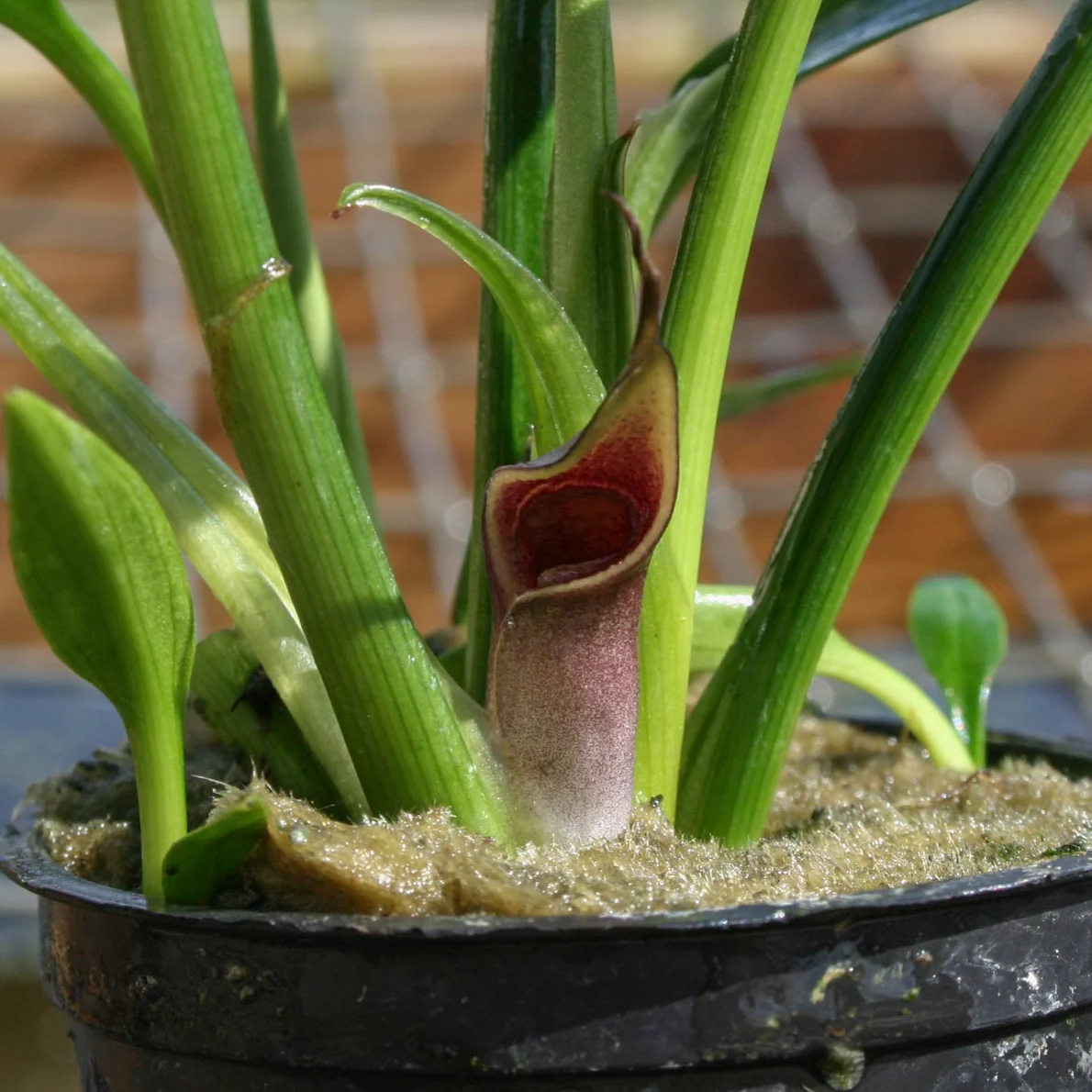Cryptocoryne moehlmannii — Florida Aquatic Nurseries